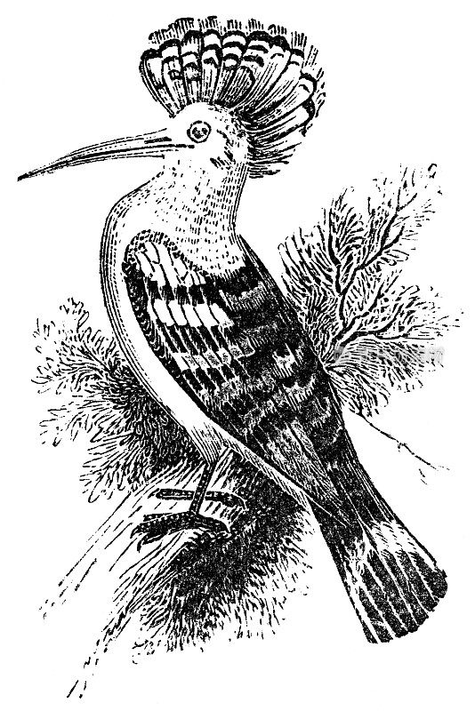 欧亚戴胜鸟- 19世纪